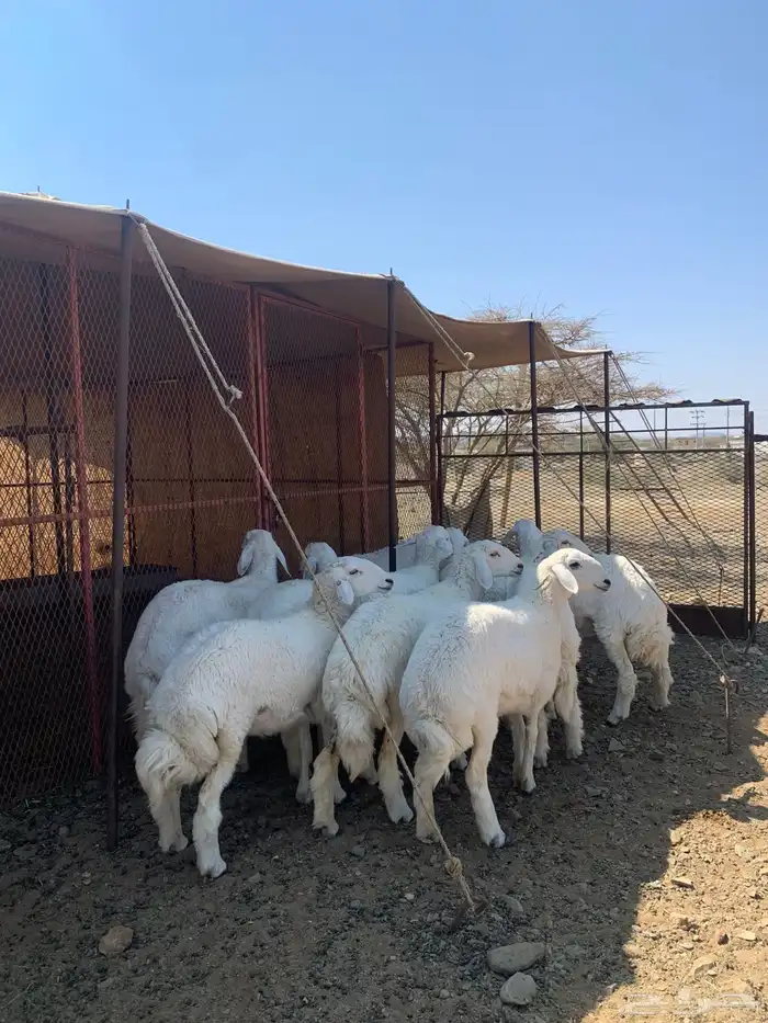 رخال حريه صنف 3