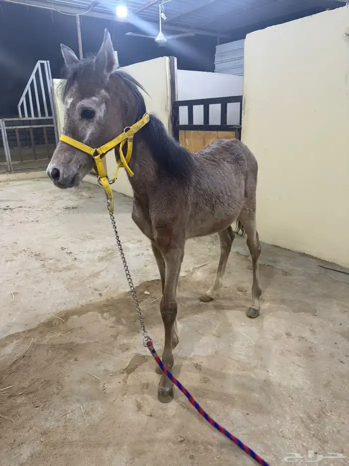 فرس شعبيه معا ولدها 3