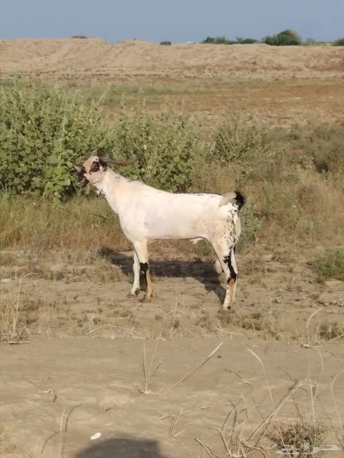 تيس بيشي صنف للبيع 2