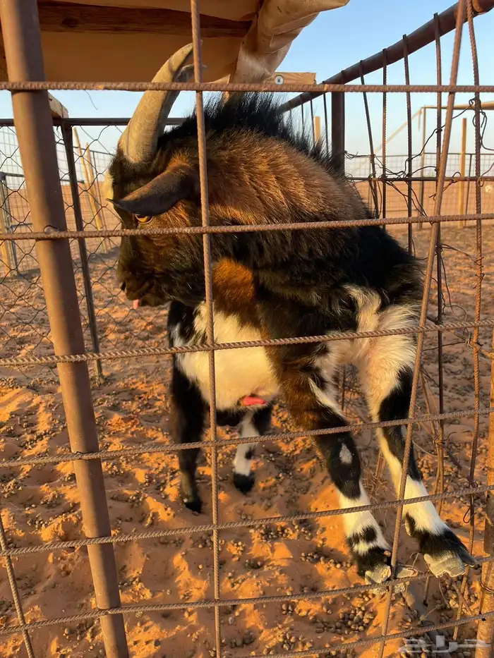 ماعز ذكر للبيع 0