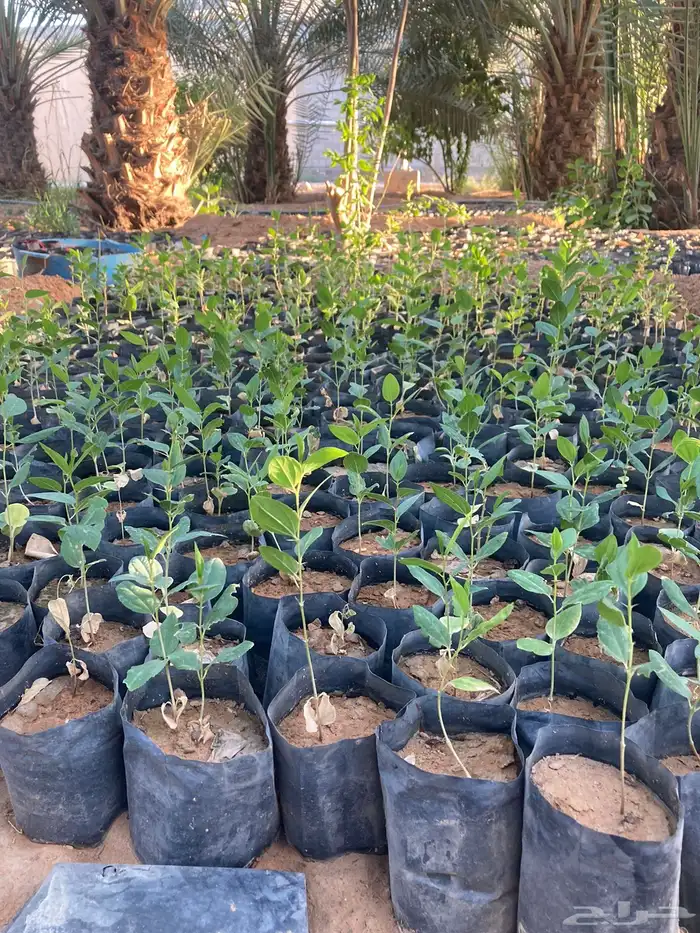 سدر بلدي شتلات 4