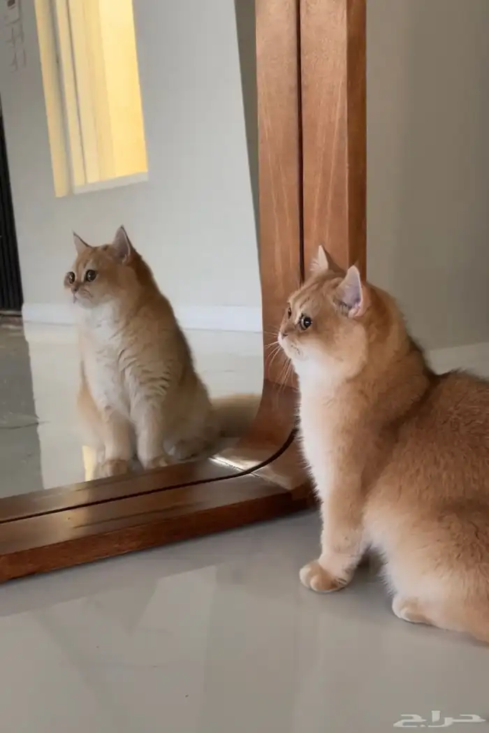 للتزاوج ذكر بريتش Ny12 2