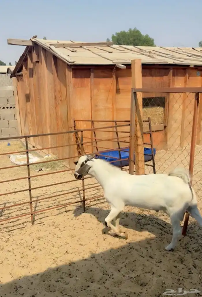 تيس مشروع فحل بيشي 2