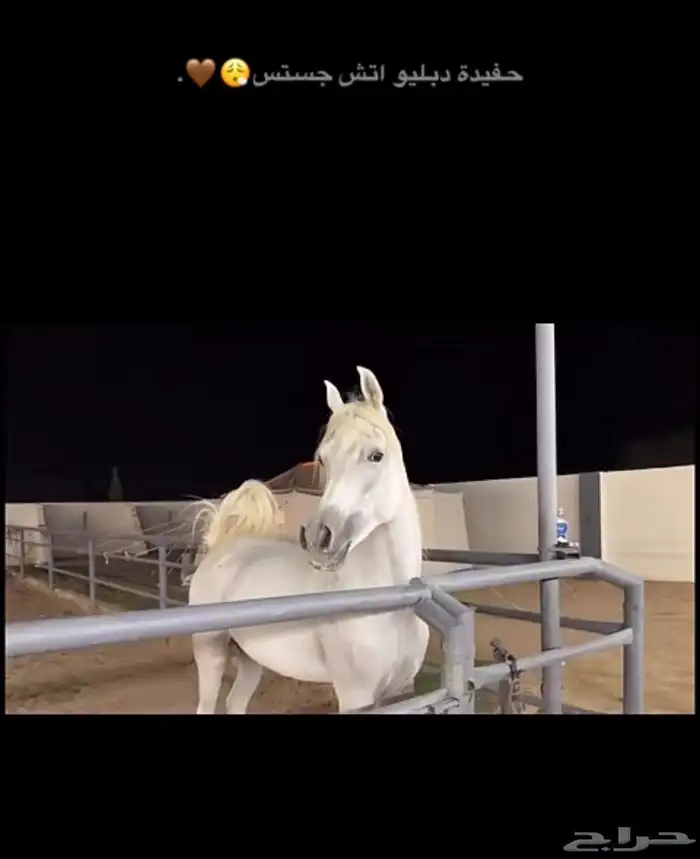 فرس واهو مكس فاخره طولها 158 ولقاح ثقيل ومعسوفه 3