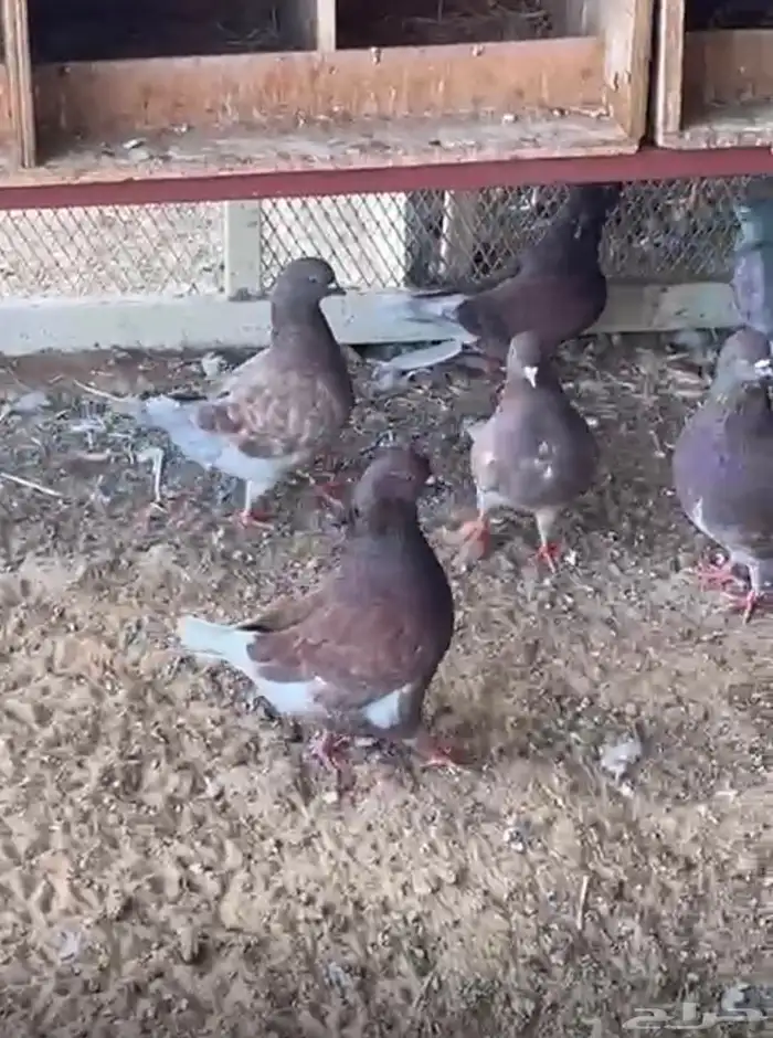 حمام كنج جروم تقريبا 25 جوز 2