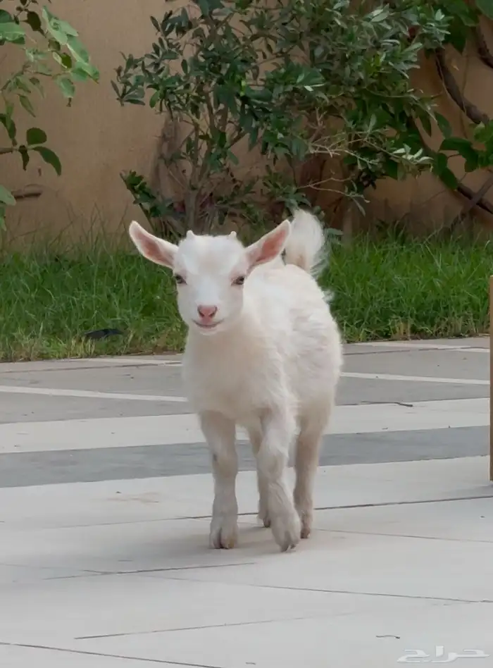 ماعز قزم   ذكر في الرياض 0