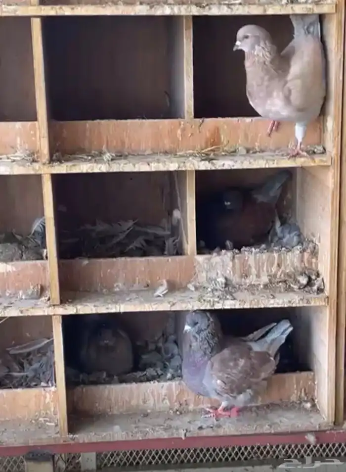 حمام كنج جروم تقريبا 25 جوز 1