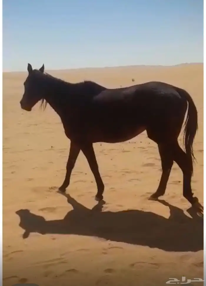 فرس إنجليزيه فاضيه العام جابت مهره 0