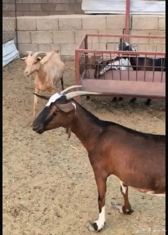 ماعز للبيع - ثلوث المنظر 0