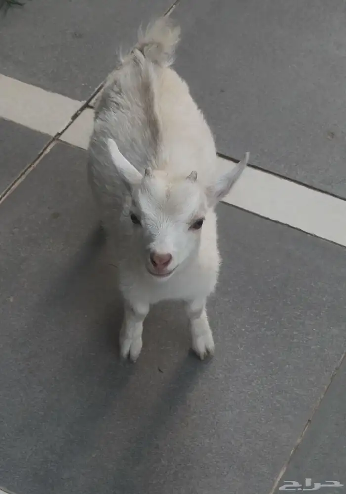 ماعز قزم   ذكر في الرياض 2