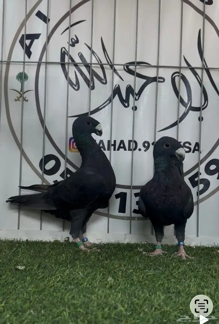 حمام بيوتي هومر 5