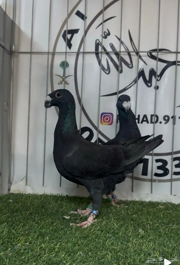 حمام بيوتي هومر 4