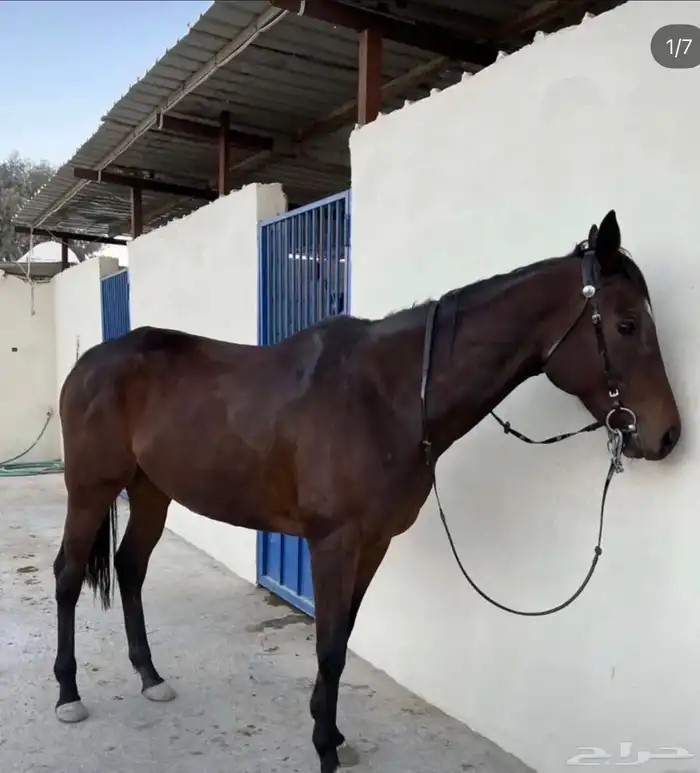 فرس انقليزية حاضنة بكر 0