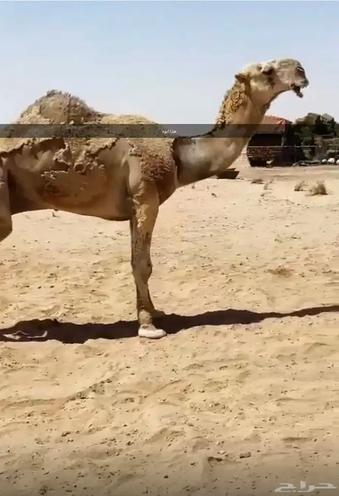 فحل اشقح طيب 4