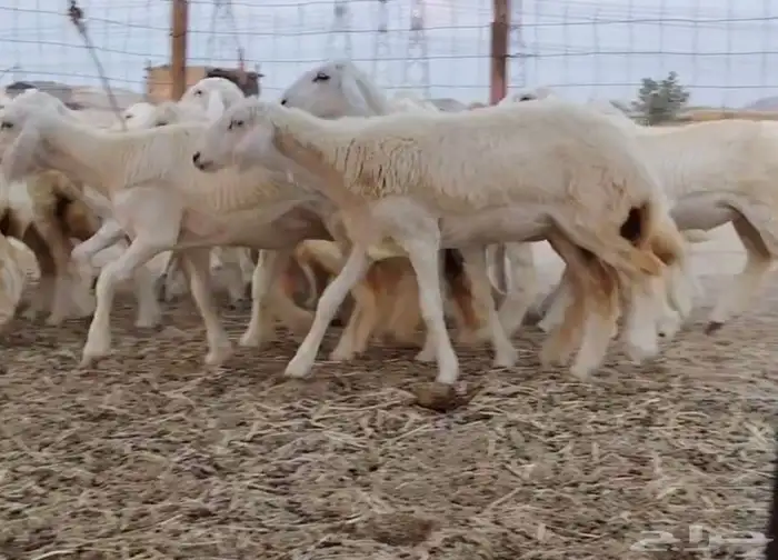 رخال مراح واحد 3