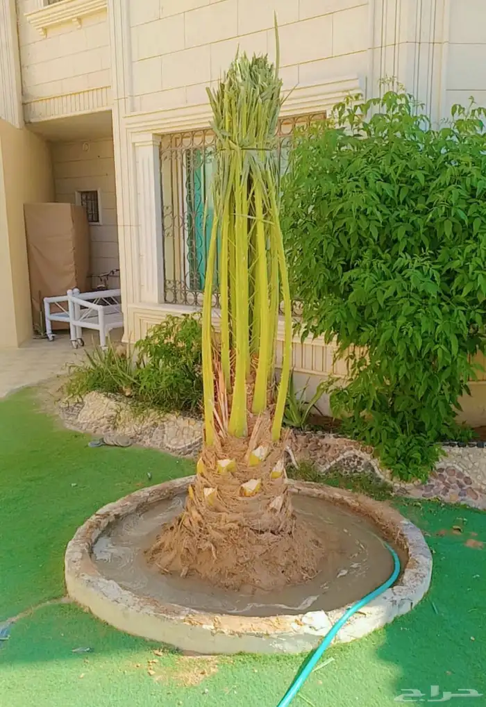 نخيل بجميع 9