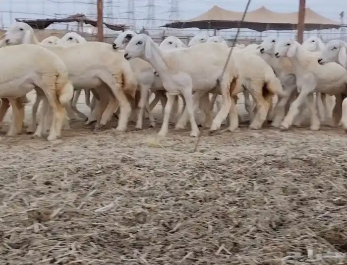 رخال مراح واحد 1