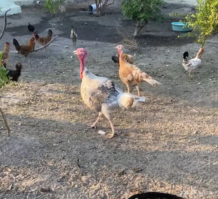 دجاج رومي وحبشي وبط مصري 0