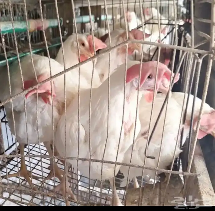 دجاج طربوش 0