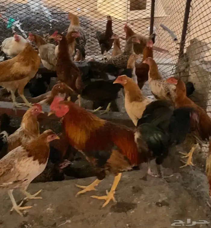 إسكان الحصمه ( قرية عيسان ) 0