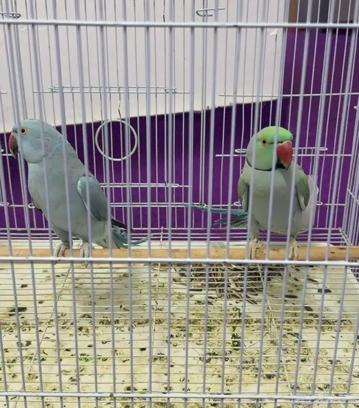 بغبغان  درة لاتينو اللون أزرق 5