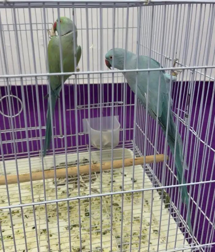 بغبغان  درة لاتينو اللون أزرق 3