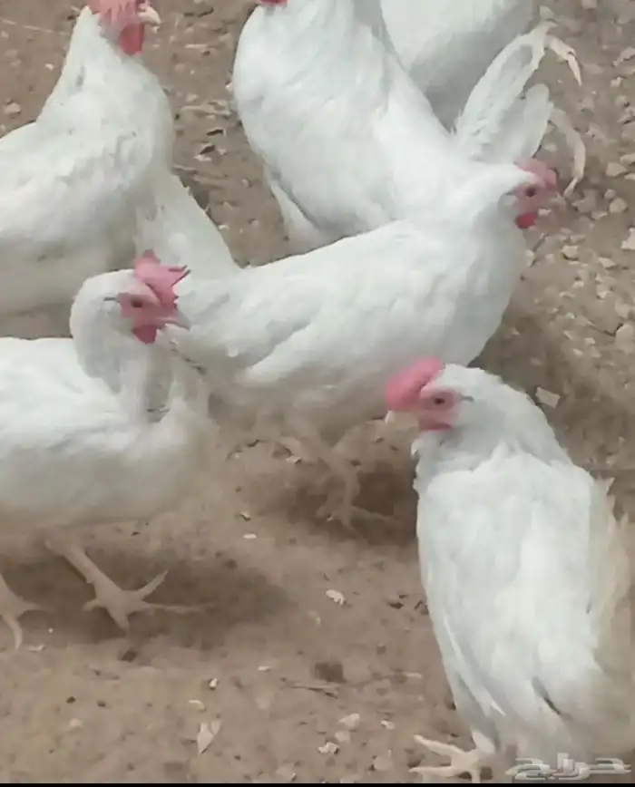 دجاج طربوش 1