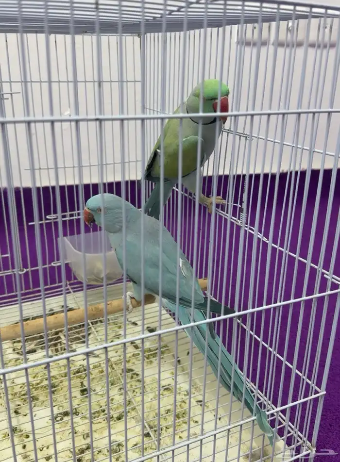 بغبغان  درة لاتينو اللون أزرق 0