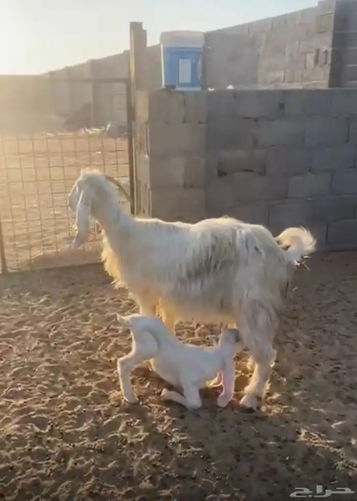 معزا. للبيع 3