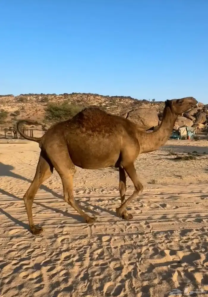 ناقه صفرا لقحه 3