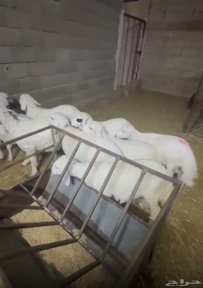 بهم حري طيب بلحيل 2