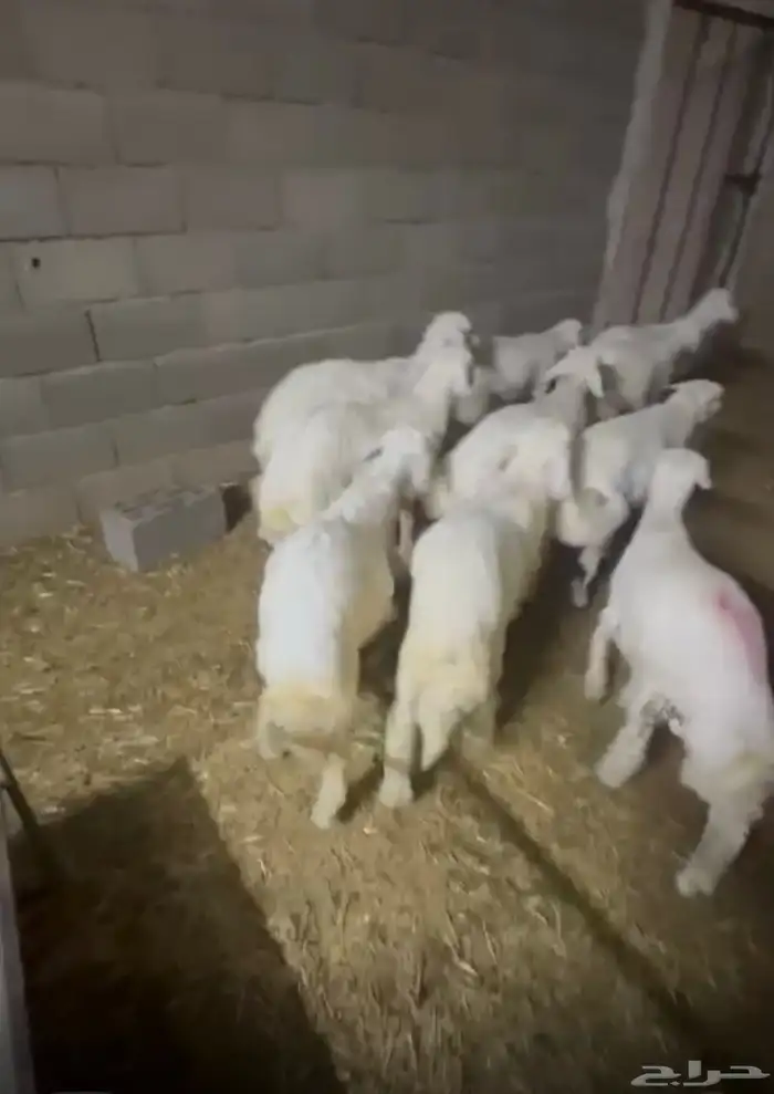 بهم حري طيب بلحيل 3