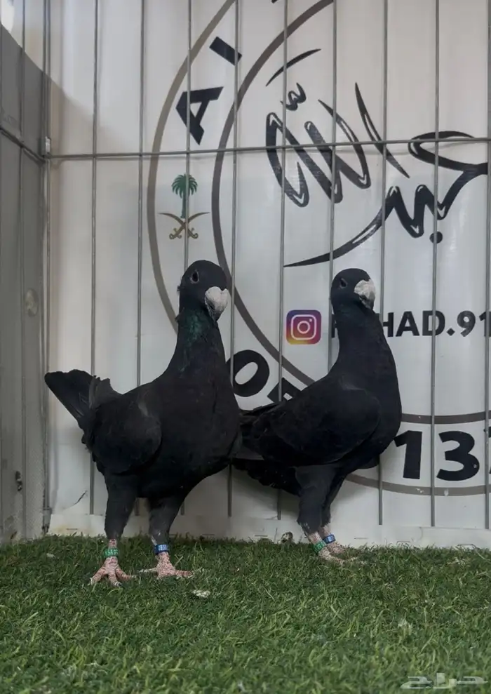 حمام بيوتي هومر 3