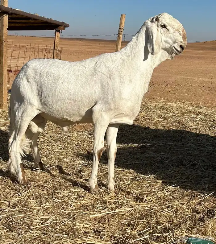 للبييع فحل  سواكن 5