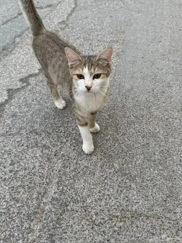 Cats available for adoption 1