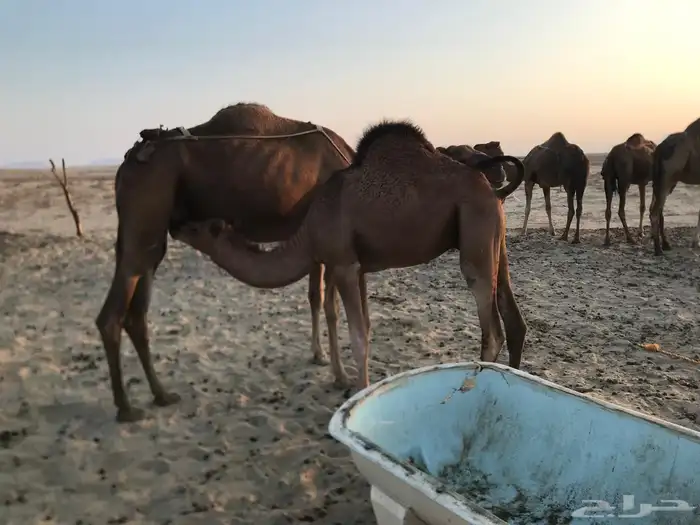 ثلاث قعدان على الحليب مقفله شحم اعمارها 9 شهور ماشاءالله 1