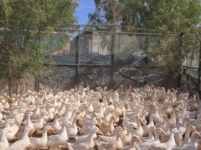 بط بكيني كبار 1