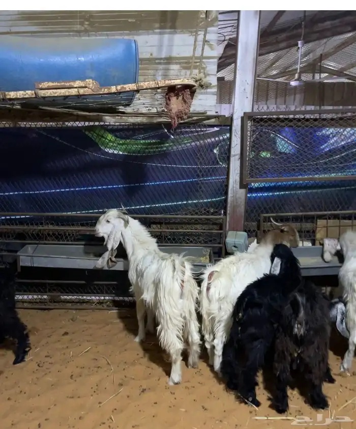 تيوس عددها 5. العمر سته اشهر. اللون ابيض 3