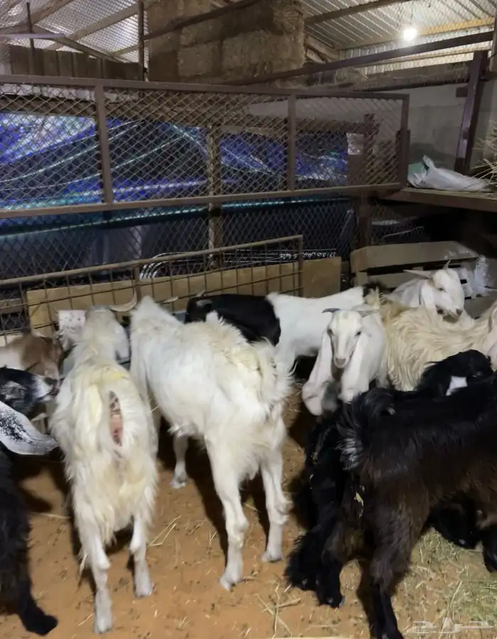 تيوس عددها 5. العمر سته اشهر. اللون ابيض 2