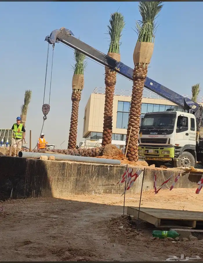 نخيل بجميع 7