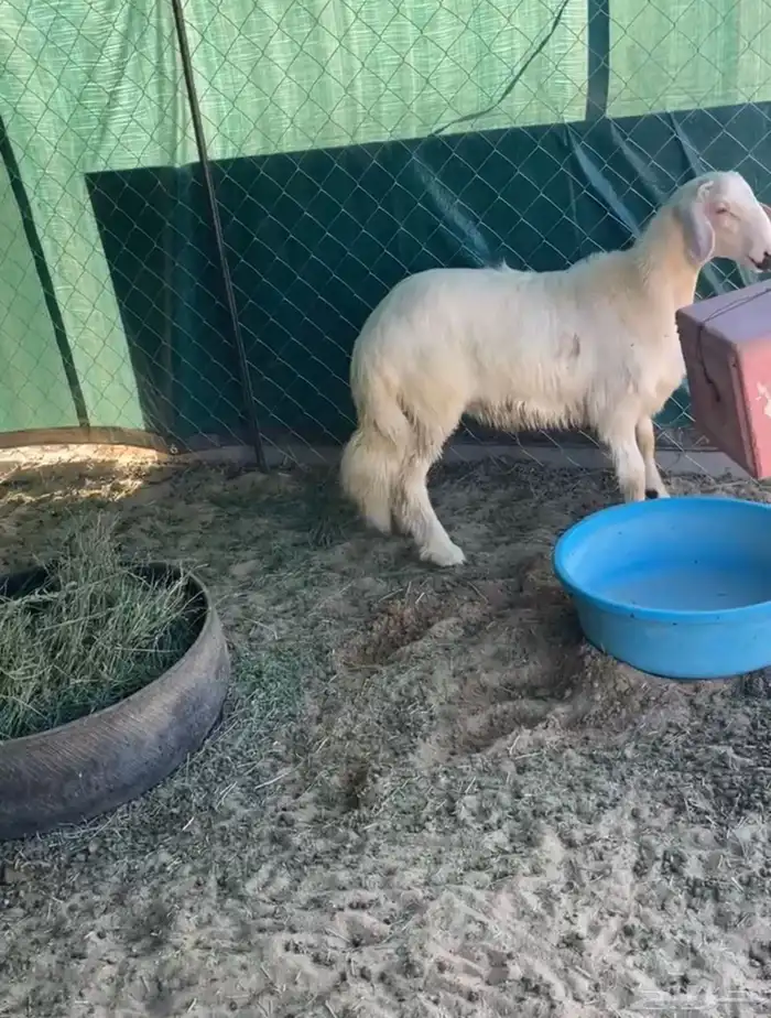 خروف اصفر بلدي فل الفل 1