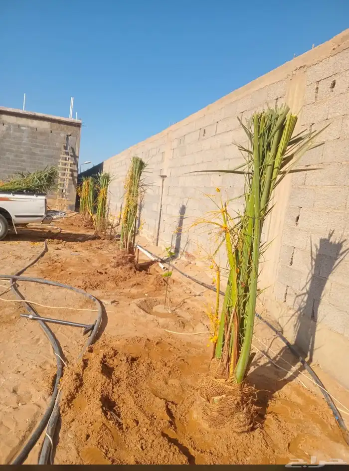 نخيل بجميع 0