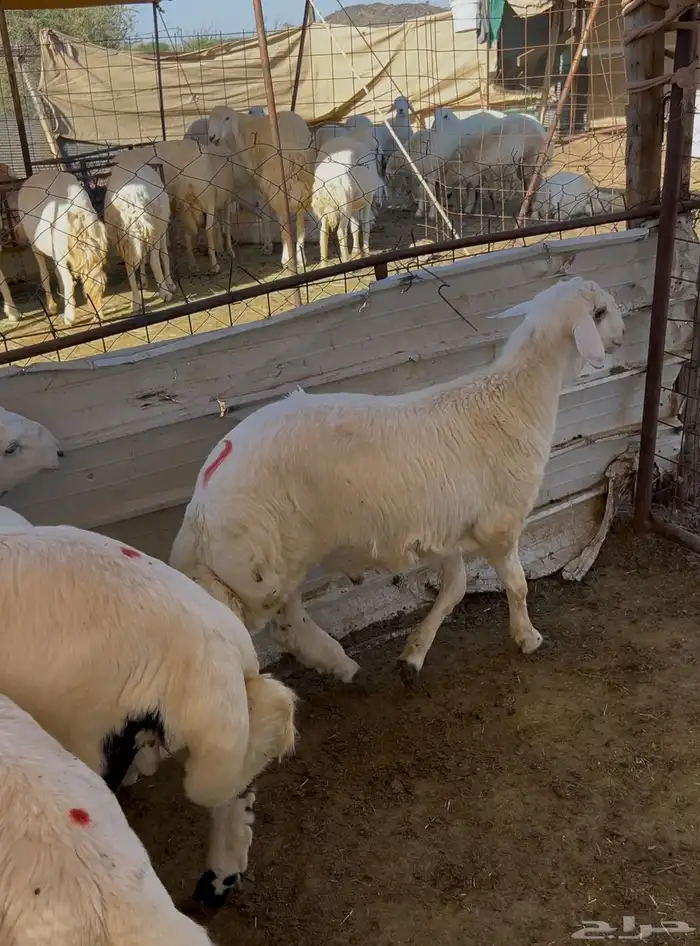 خروف بالتقسيط 4