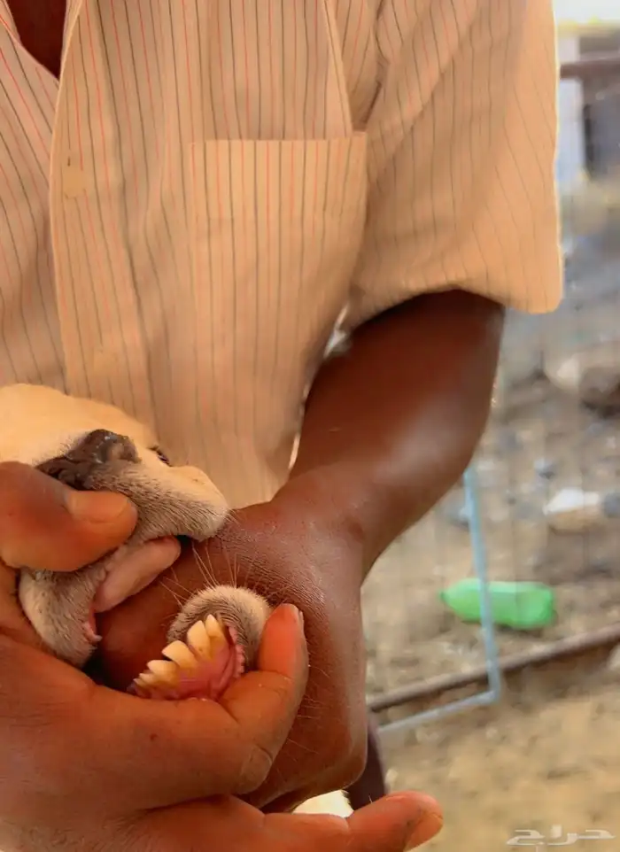 خروف بالتقسيط 9