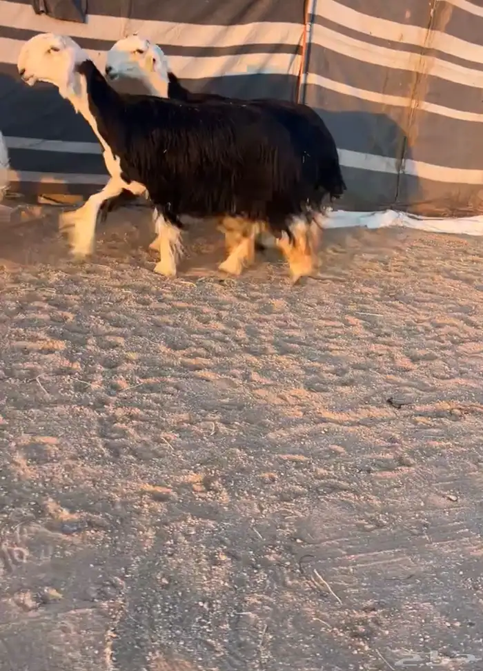 شياه نجد صنف 0