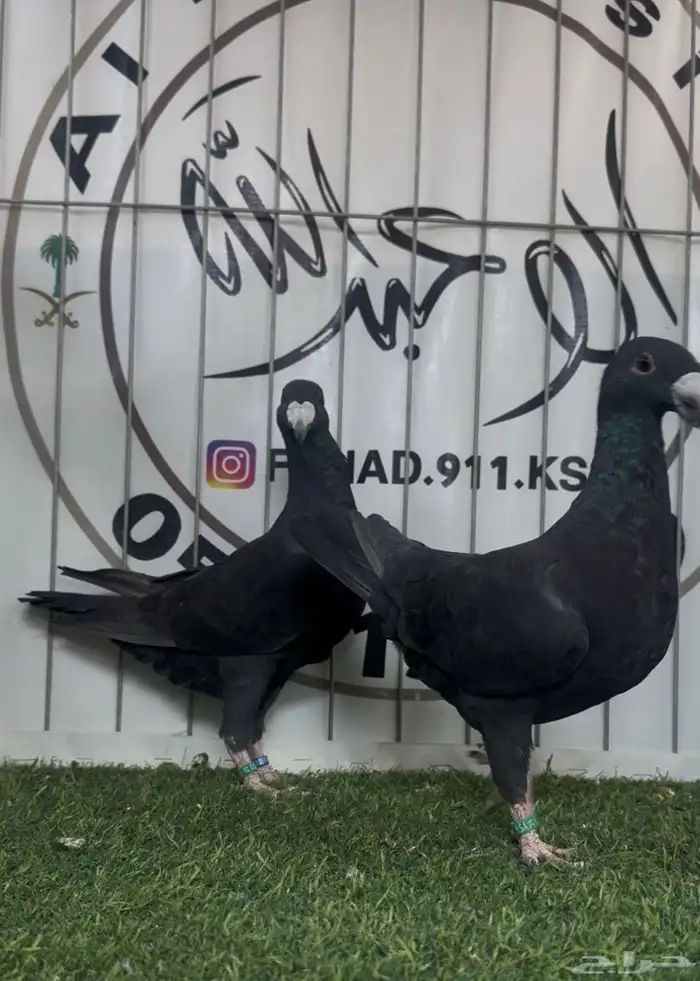 حمام بيوتي هومر 2