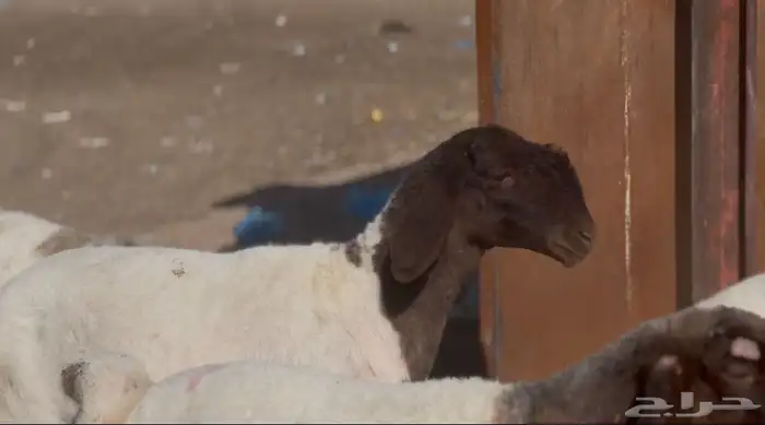 جذعات صنف للبيع 0