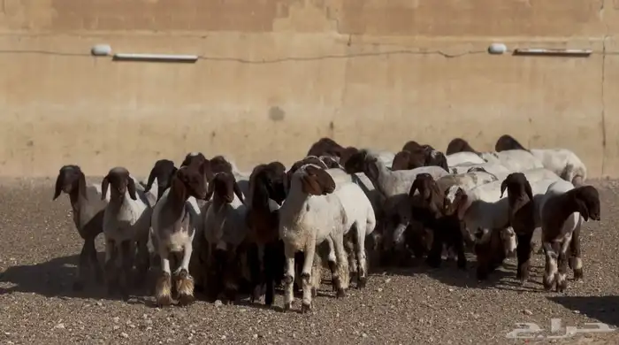 جذعات صنف للبيع 4