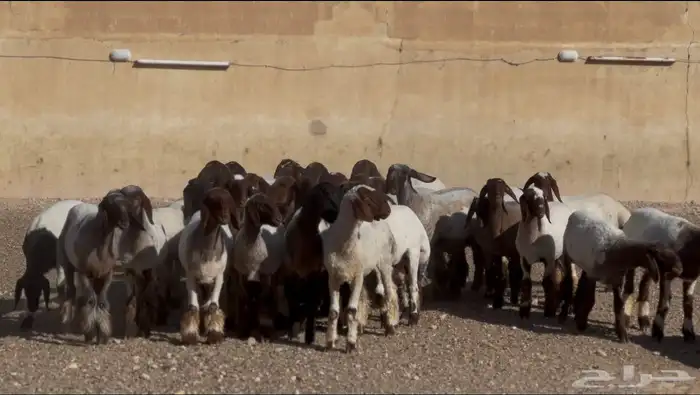 جذعات صنف للبيع 6