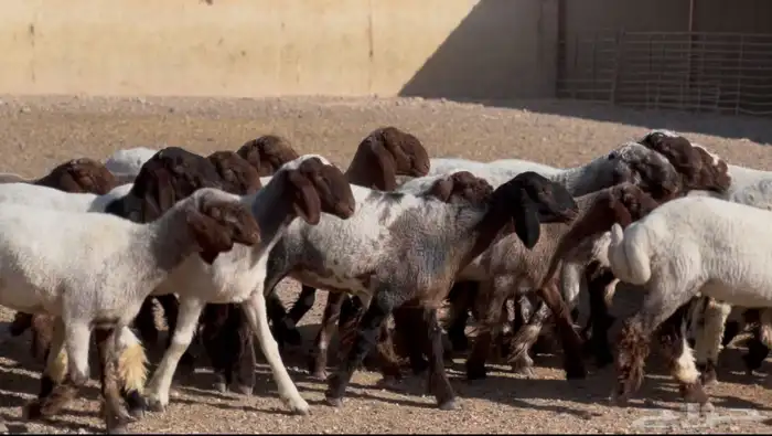 جذعات صنف للبيع 3